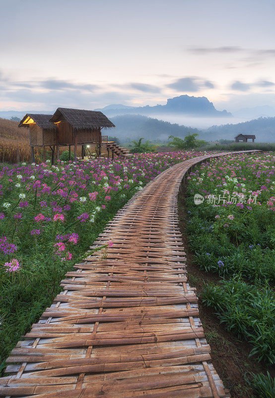 日出在Doi Chiang Dao山与雾和盛开的花园在清莱，泰国